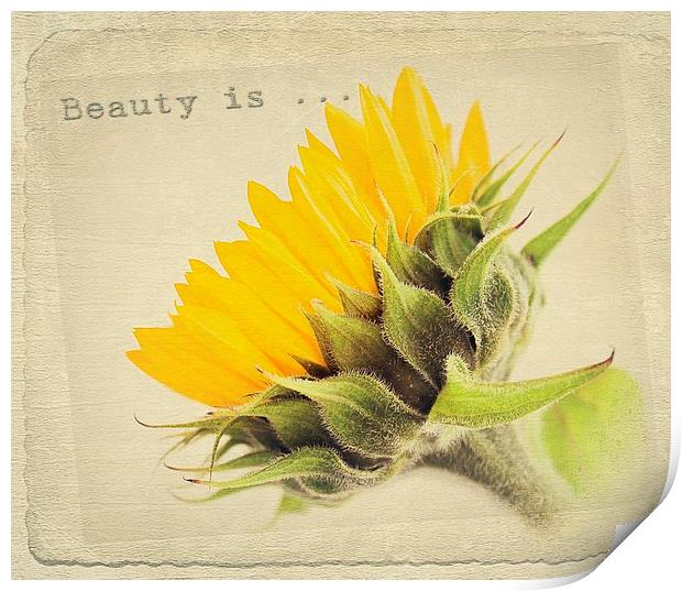  Sunflower Beauty. Print by Rosanna Zavanaiu