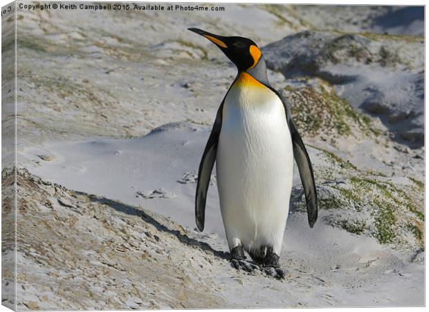  King Penguin Canvas Print by Keith Campbell