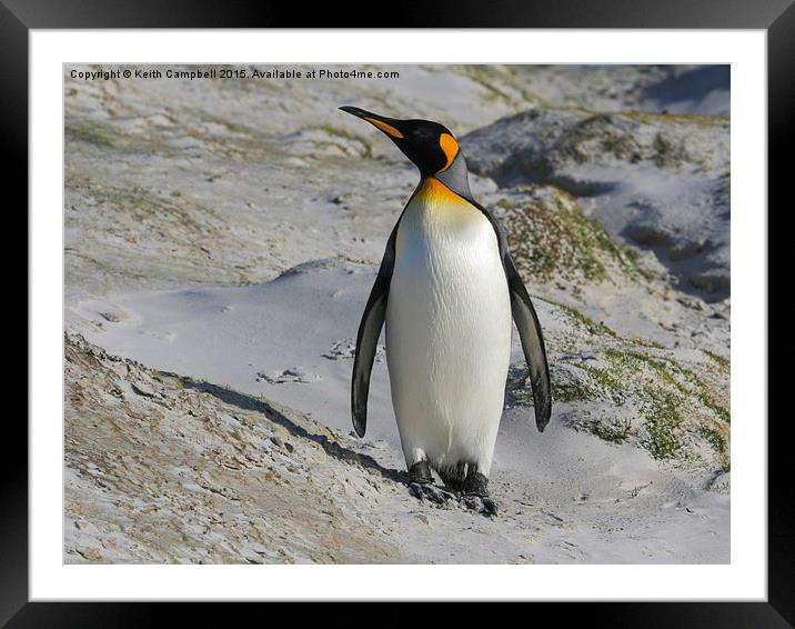  King Penguin Framed Mounted Print by Keith Campbell