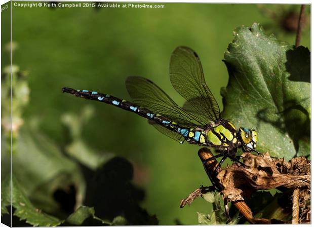  Dragonfly Canvas Print by Keith Campbell