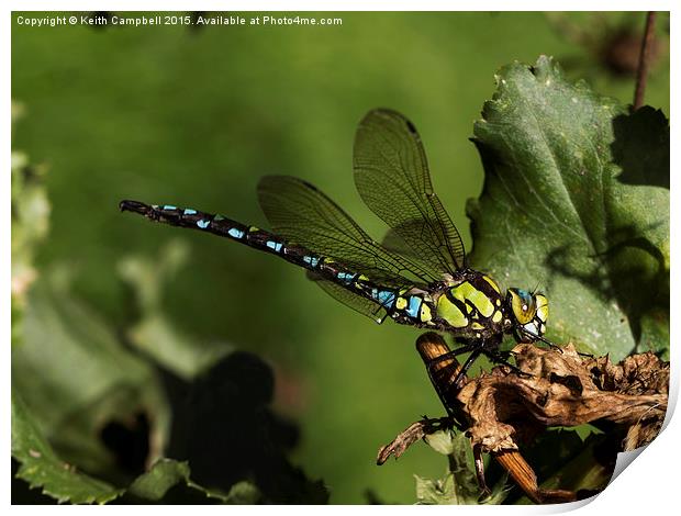  Dragonfly Print by Keith Campbell