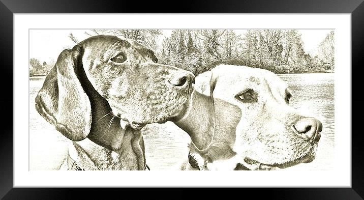 Visla and Labrador Dogs best of friends Framed Mounted Print by Sue Bottomley