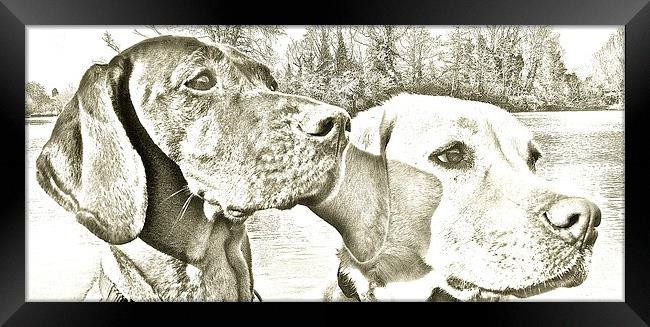  Visla and Labrador Dogs best of friends Framed Print by Sue Bottomley