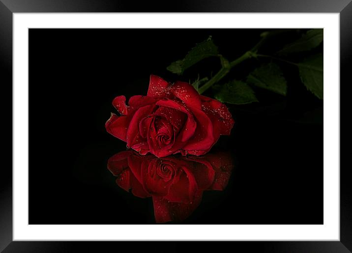 Red rose with reflection Framed Mounted Print by Eddie John