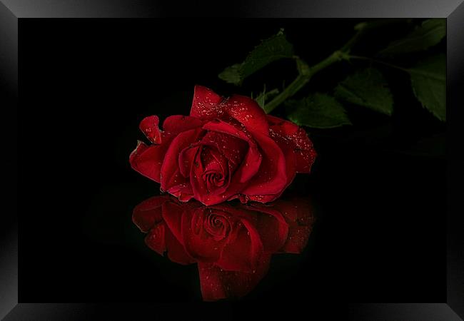  Red rose with reflection Framed Print by Eddie John