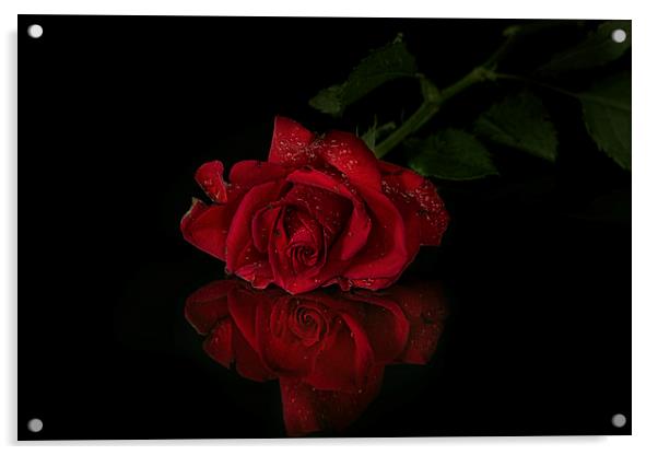  Red rose with reflection Acrylic by Eddie John