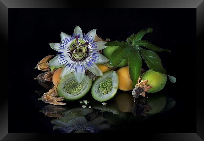 Passion flower and fruit Framed Print by Eddie John