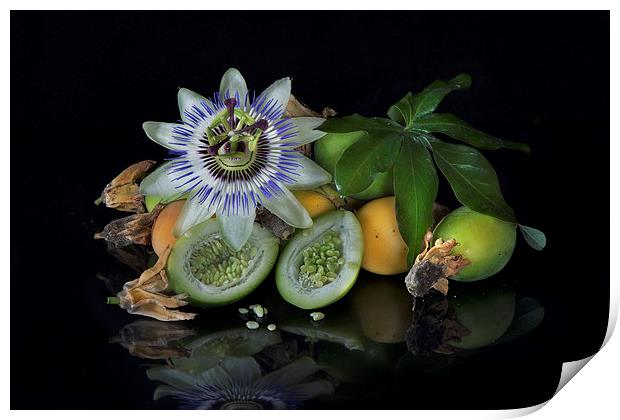 Passion flower and fruit Print by Eddie John