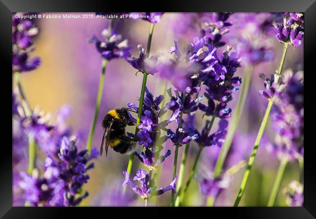 Bee on Lavender Framed Print by Fabrizio Malisan