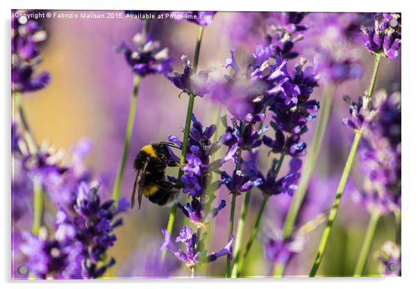 Bee on Lavender Acrylic by Fabrizio Malisan