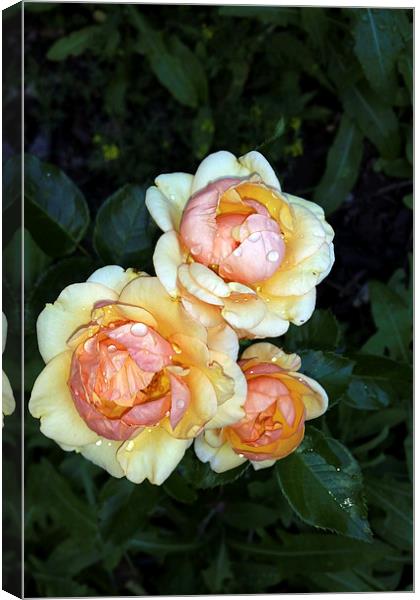  pearls of dew on roses Canvas Print by Marinela Feier