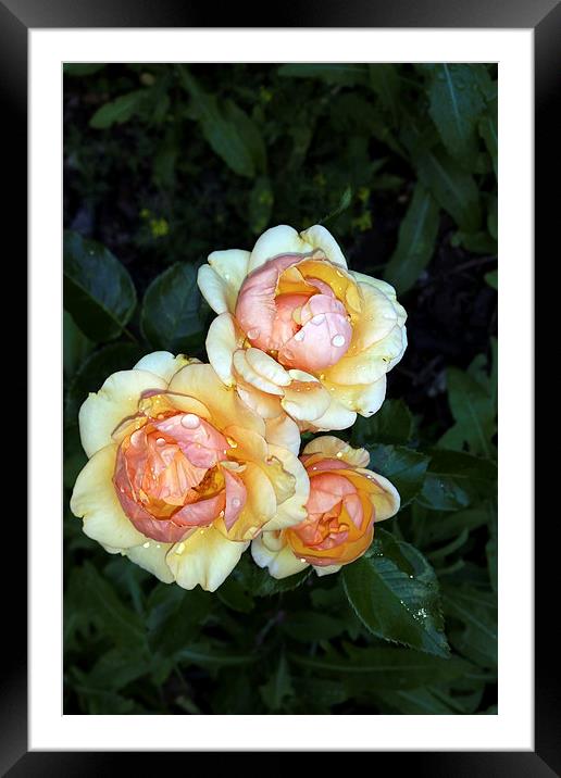  pearls of dew on roses Framed Mounted Print by Marinela Feier