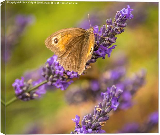  Butterfly on Lavender Canvas Print by Sue Knight