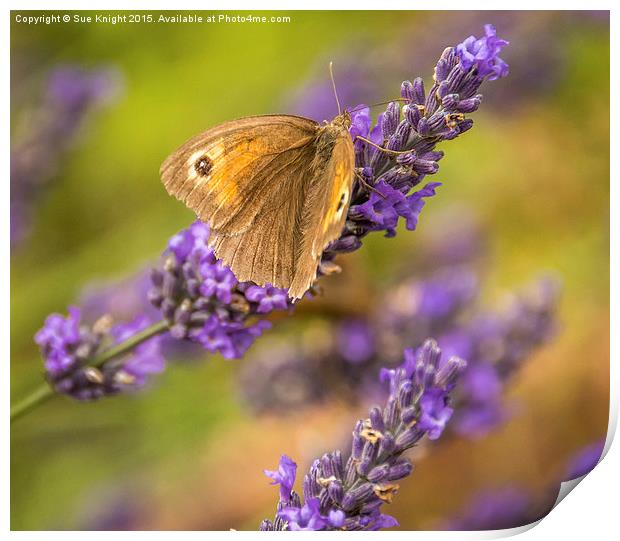  Butterfly on Lavender Print by Sue Knight