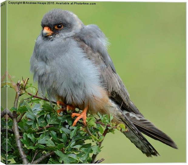  Red Footed Falcon Canvas Print by Andrew Heaps