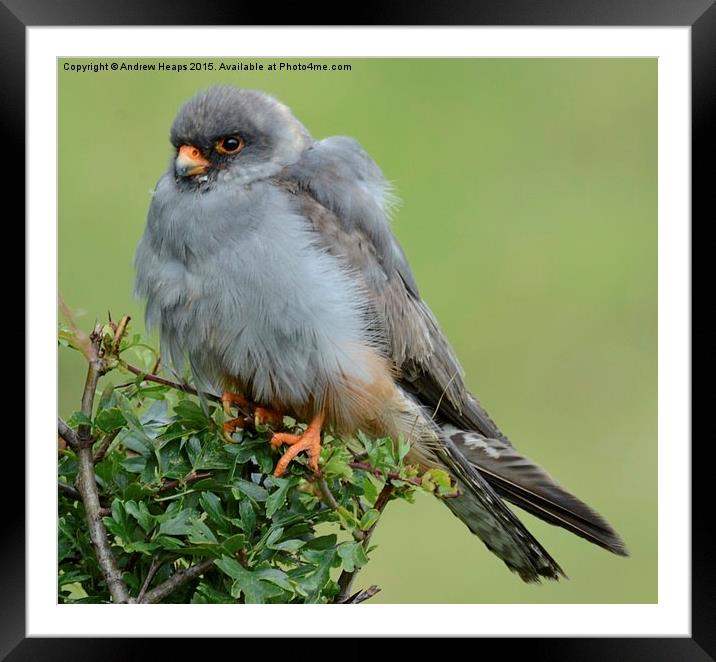  Red Footed Falcon Framed Mounted Print by Andrew Heaps