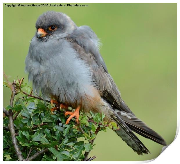  Red Footed Falcon Print by Andrew Heaps
