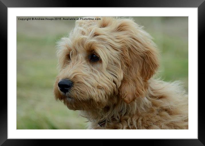  Young Golden Doodle Framed Mounted Print by Andrew Heaps