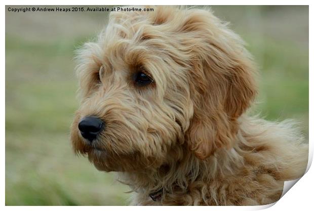  Young Golden Doodle Print by Andrew Heaps