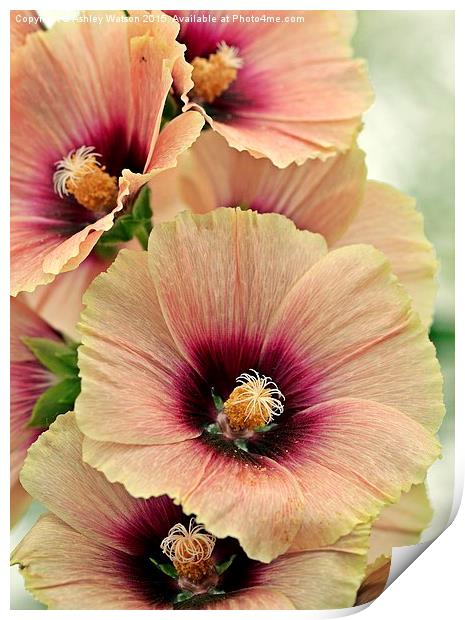  Peach Hollyhocks Print by Ashley Watson