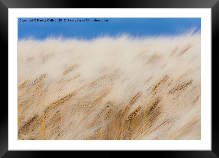 Barley Field Framed Mounted Print by Danny Callcut