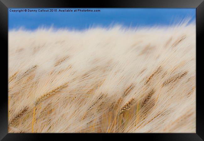 Barley Field Framed Print by Danny Callcut