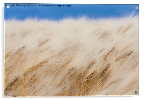 Barley Field Acrylic by Danny Callcut