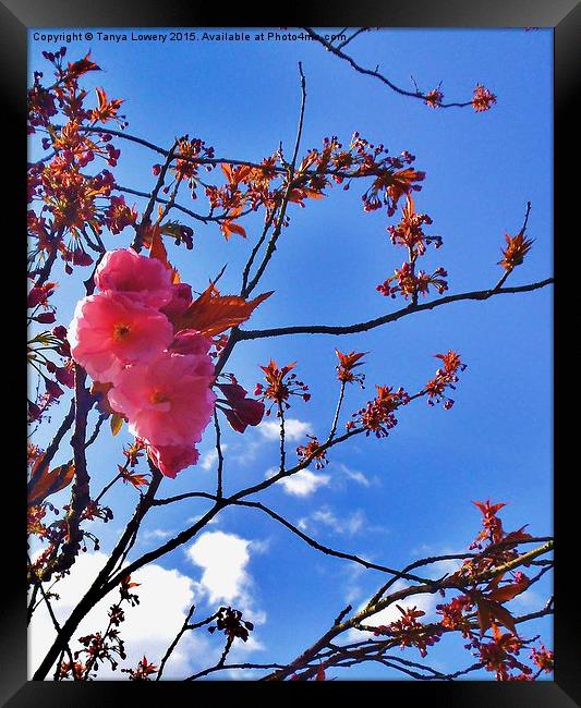  flowering cherry blossom Framed Print by Tanya Lowery