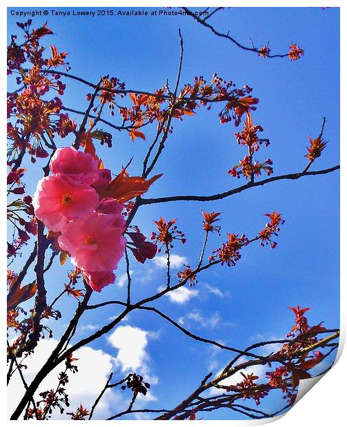  flowering cherry blossom Print by Tanya Lowery