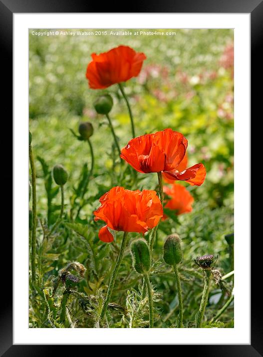  Sunny Red Poppies Framed Mounted Print by Ashley Watson