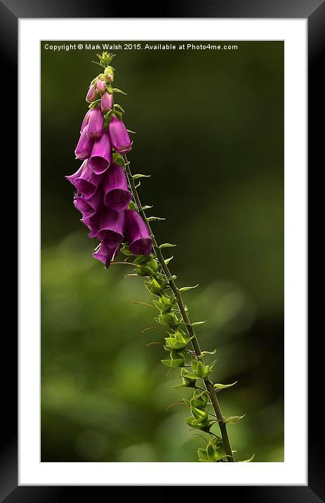  Fox glove Framed Mounted Print by Mark Walsh