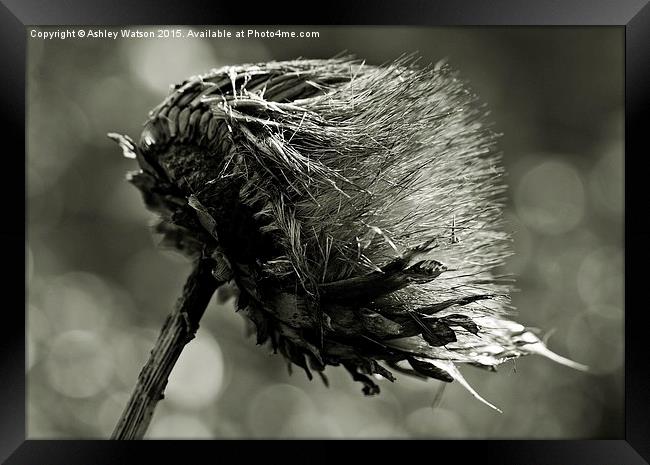  Windswept Artichoke Framed Print by Ashley Watson