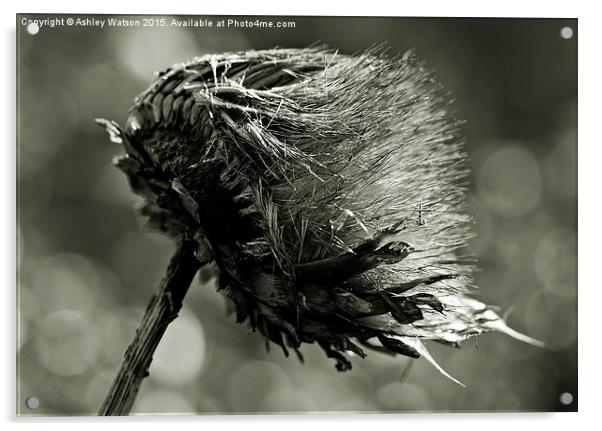  Windswept Artichoke Acrylic by Ashley Watson