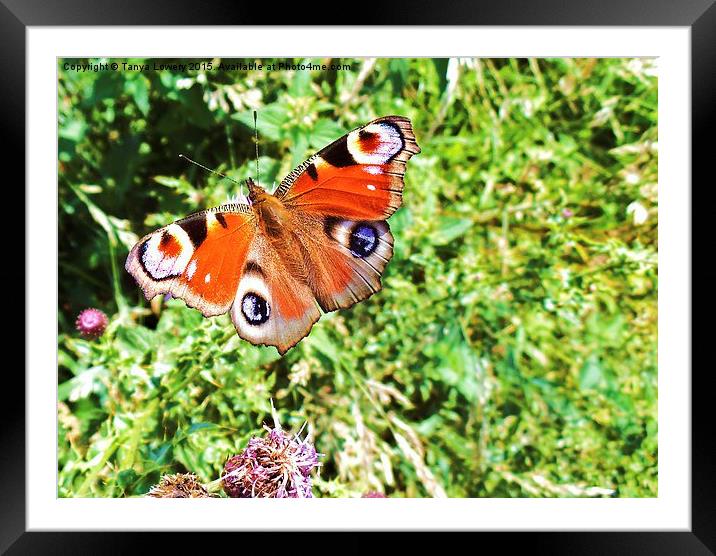 colours that flutter by! Framed Mounted Print by Tanya Lowery