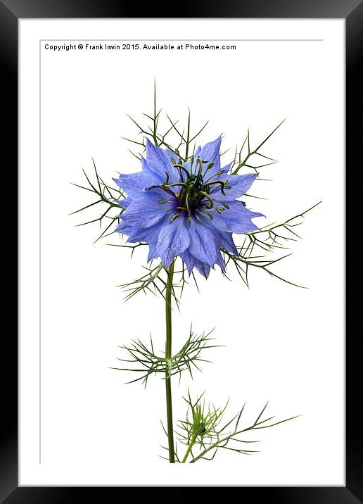  Love in a  mist, "Miss Jekyll" Framed Mounted Print by Frank Irwin