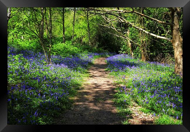  Fairlight Glen Hastings Framed Print by Diana Mower