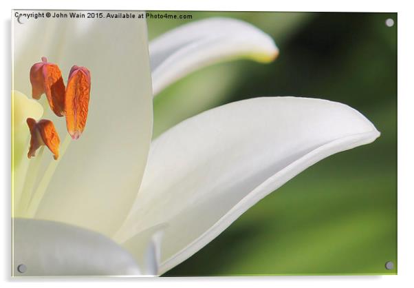 White Lily  Acrylic by John Wain