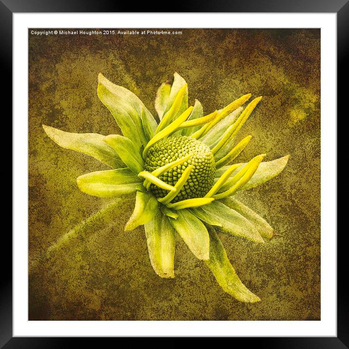  Emerging Rudbeckia Framed Mounted Print by Michael Houghton