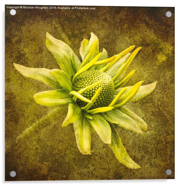  Emerging Rudbeckia Acrylic by Michael Houghton