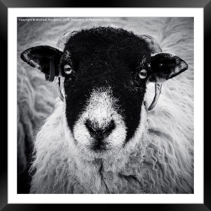 Yorkshire Ewe Framed Mounted Print by Michael Houghton