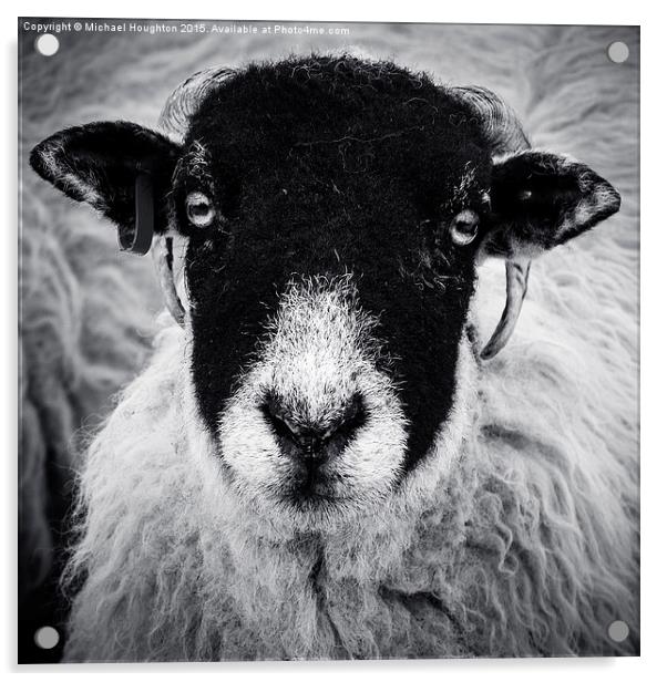 Yorkshire Ewe Acrylic by Michael Houghton