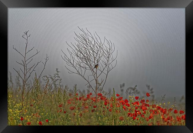 small bird guarding the poppy field Framed Print by Adrian Bud