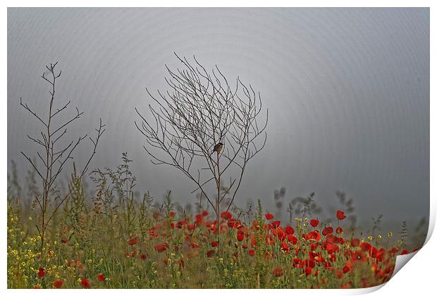 small bird guarding the poppy field Print by Adrian Bud