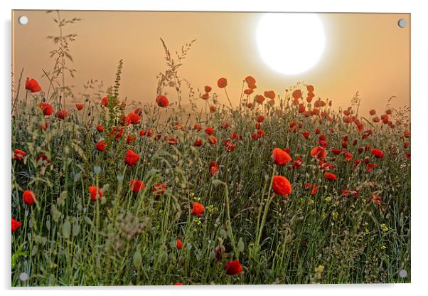 poppy field in the morning Acrylic by Adrian Bud