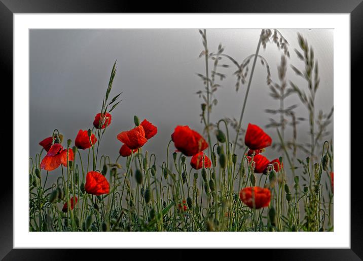poppy field in the cold morning Framed Mounted Print by Adrian Bud