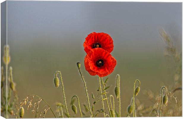 the poppy couple Canvas Print by Adrian Bud