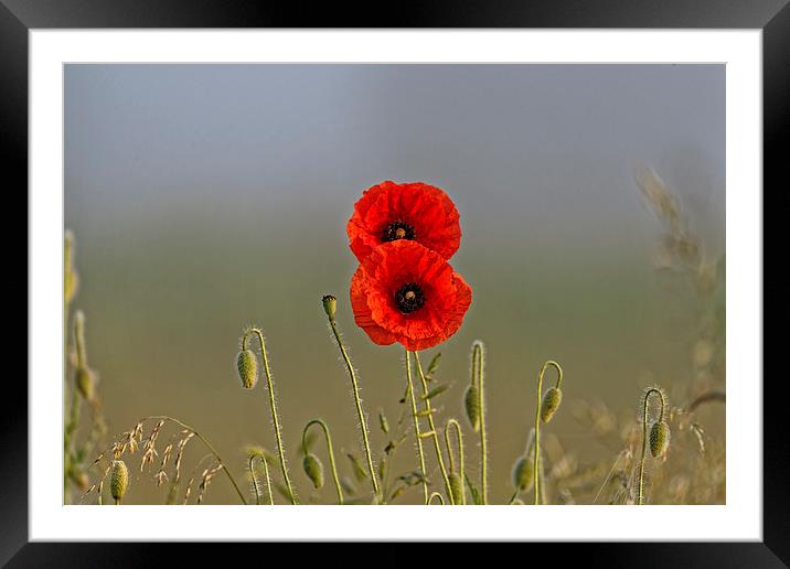 the poppy couple Framed Mounted Print by Adrian Bud