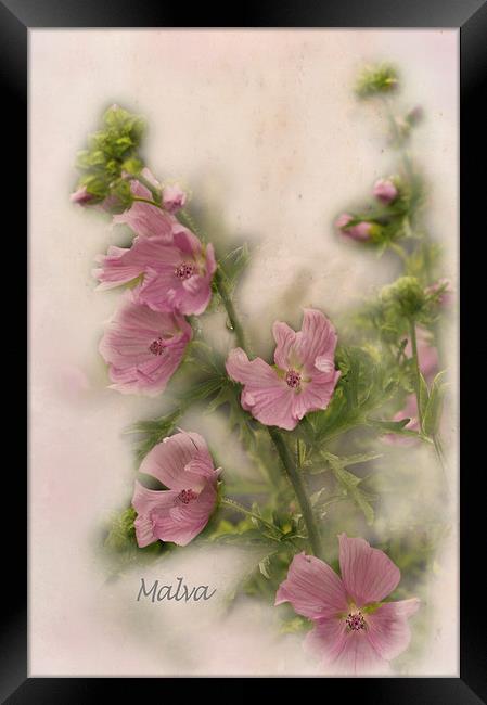  Pink Malva Framed Print by Jacqi Elmslie