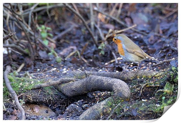 A red robin spies on a water rat Print by Stephen Mole