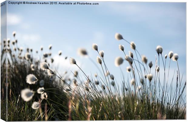 Fluffy cotton grass on the moors Canvas Print by Andrew Kearton